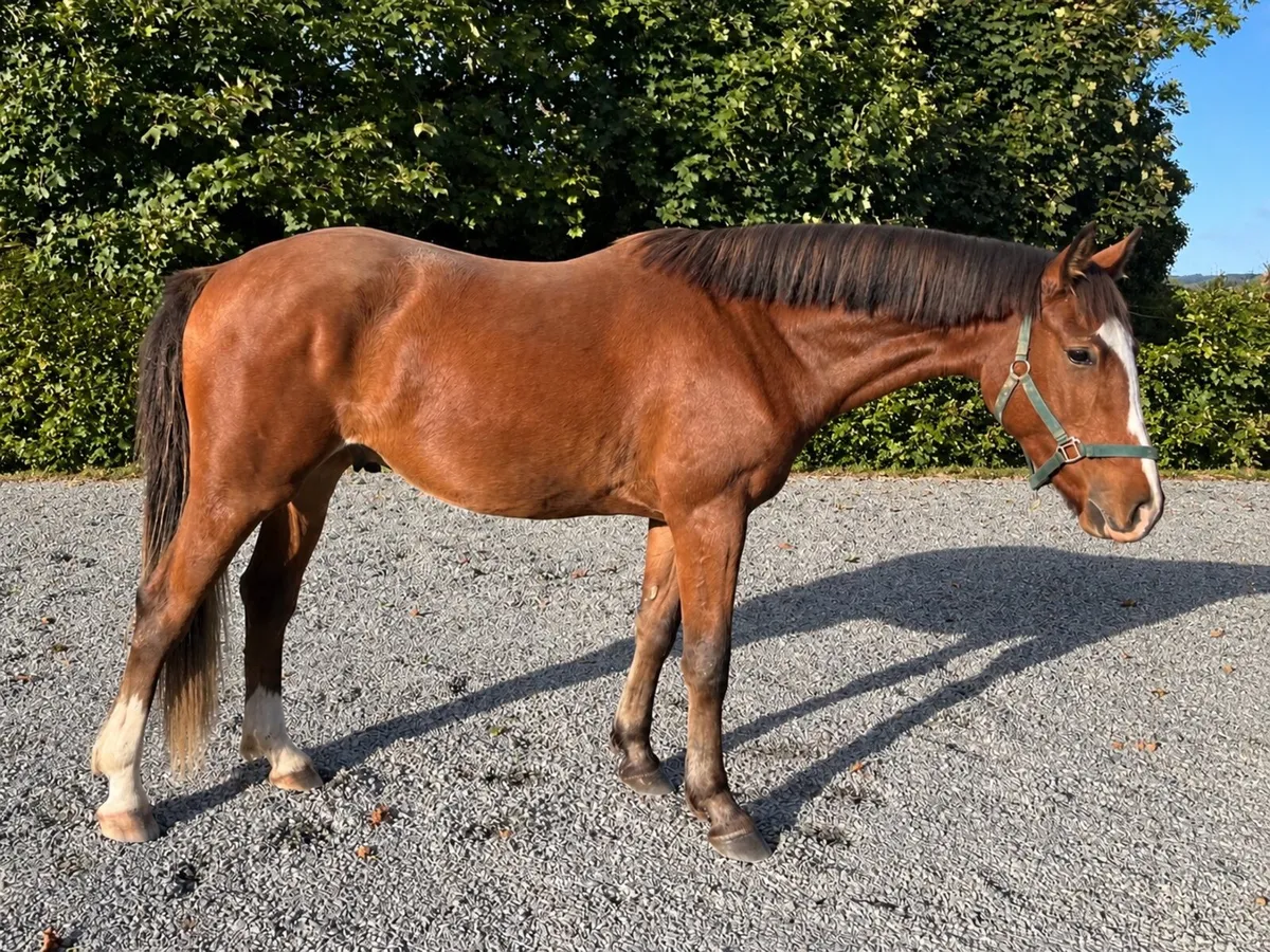 Rising 3 Gelding - Image 1