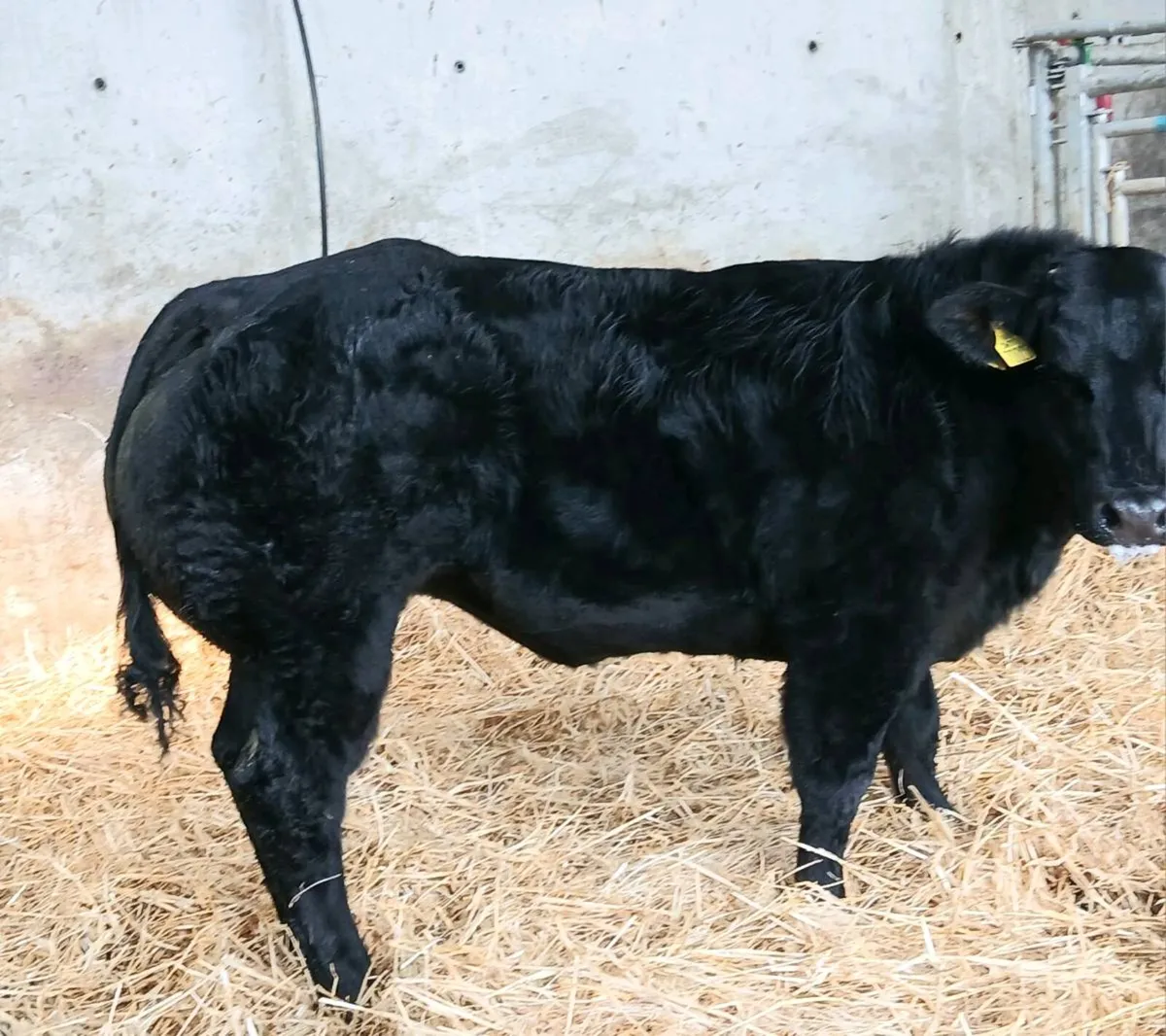 Weanlings - Image 1