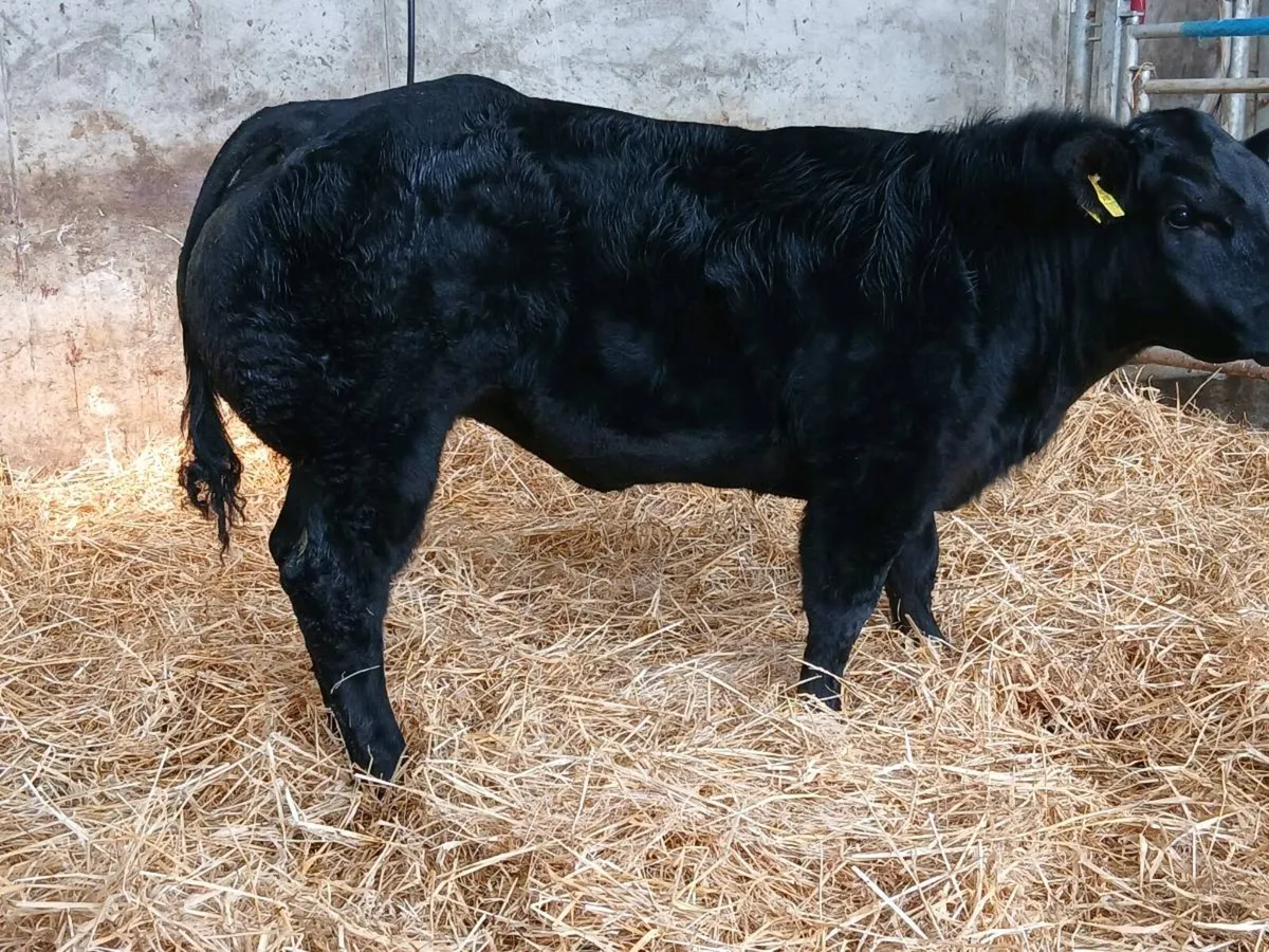 Weanlings - Image 2