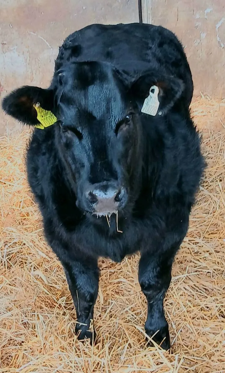 Weanlings - Image 3