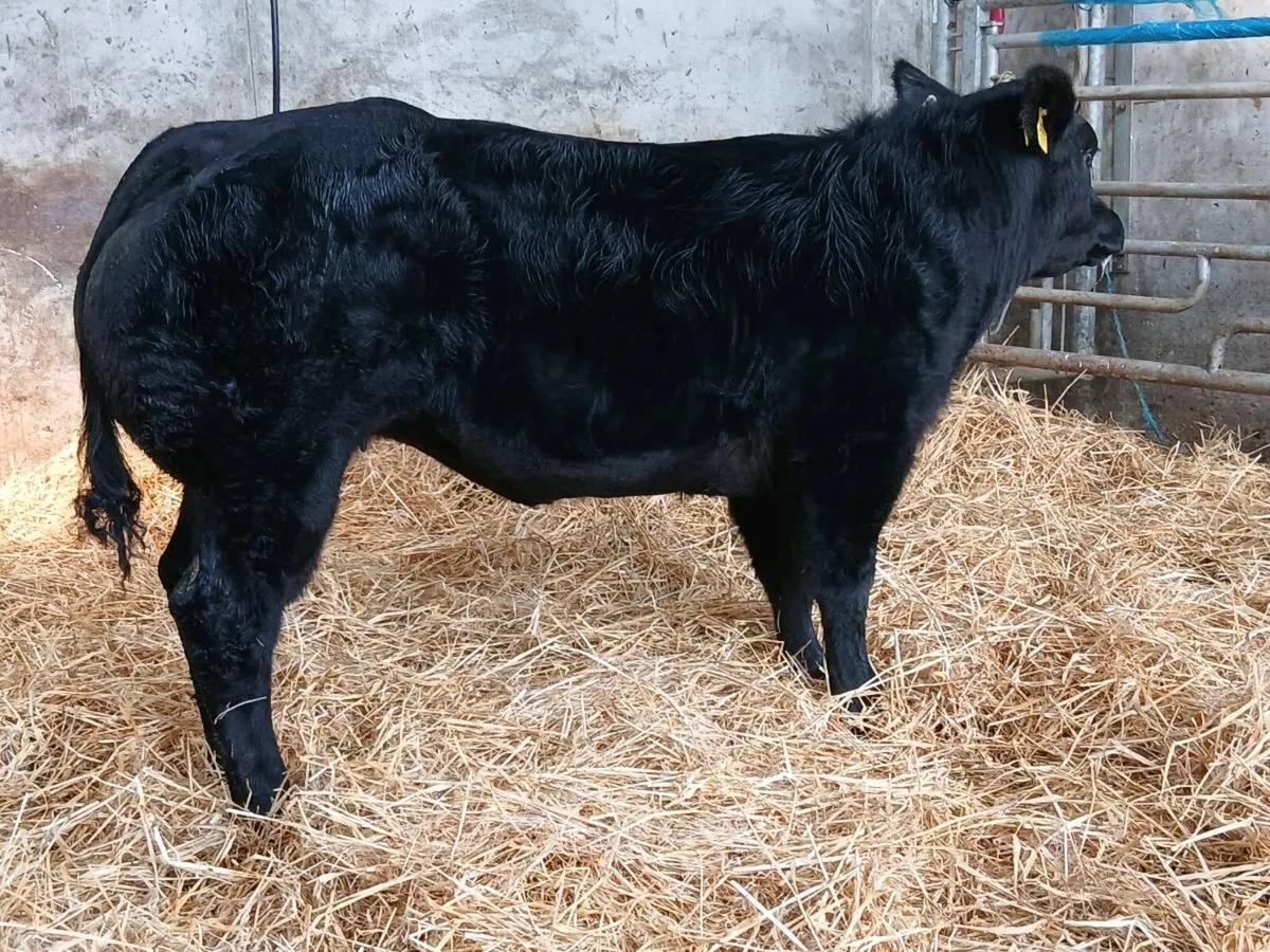 Weanlings - Image 4
