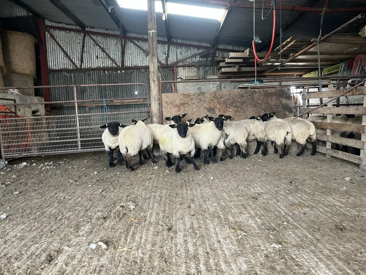Pedigree registered Suffolk ewe lambs - Image 1