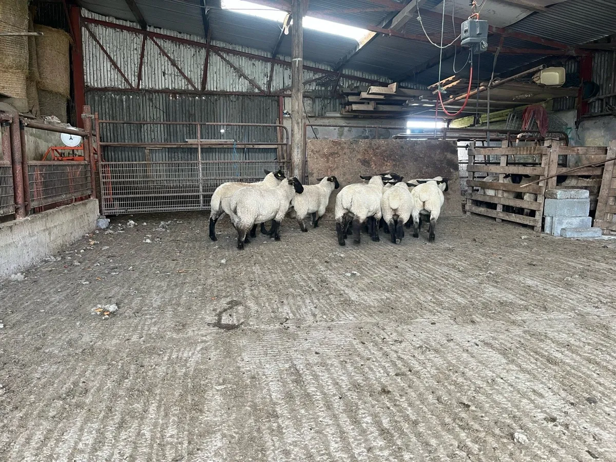 Pedigree registered Suffolk ewe lambs - Image 2