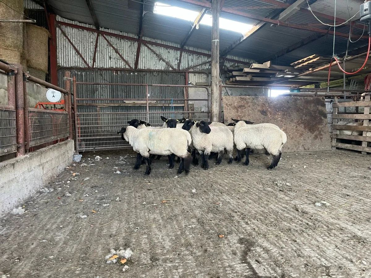 Pedigree registered Suffolk ewe lambs - Image 3
