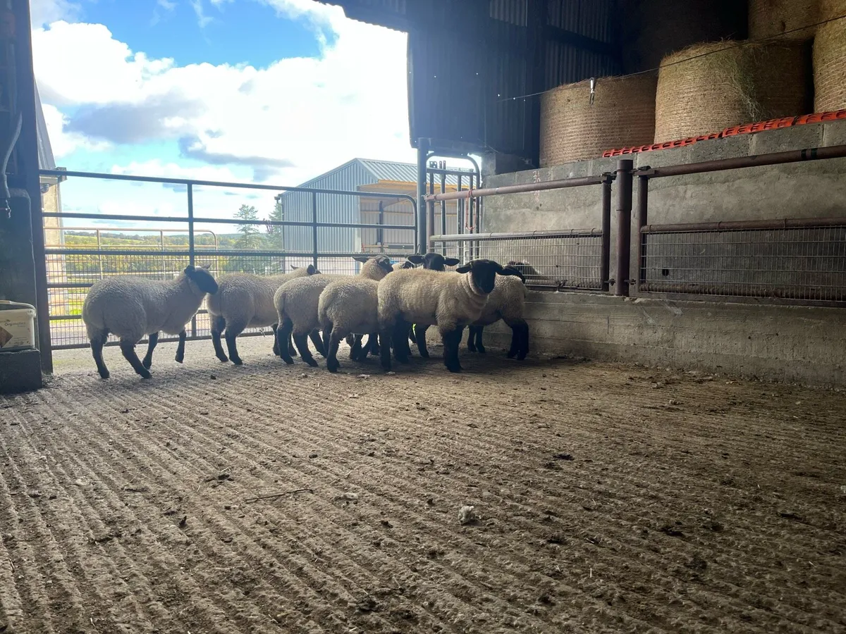 Pedigree registered Suffolk ewe lambs - Image 4