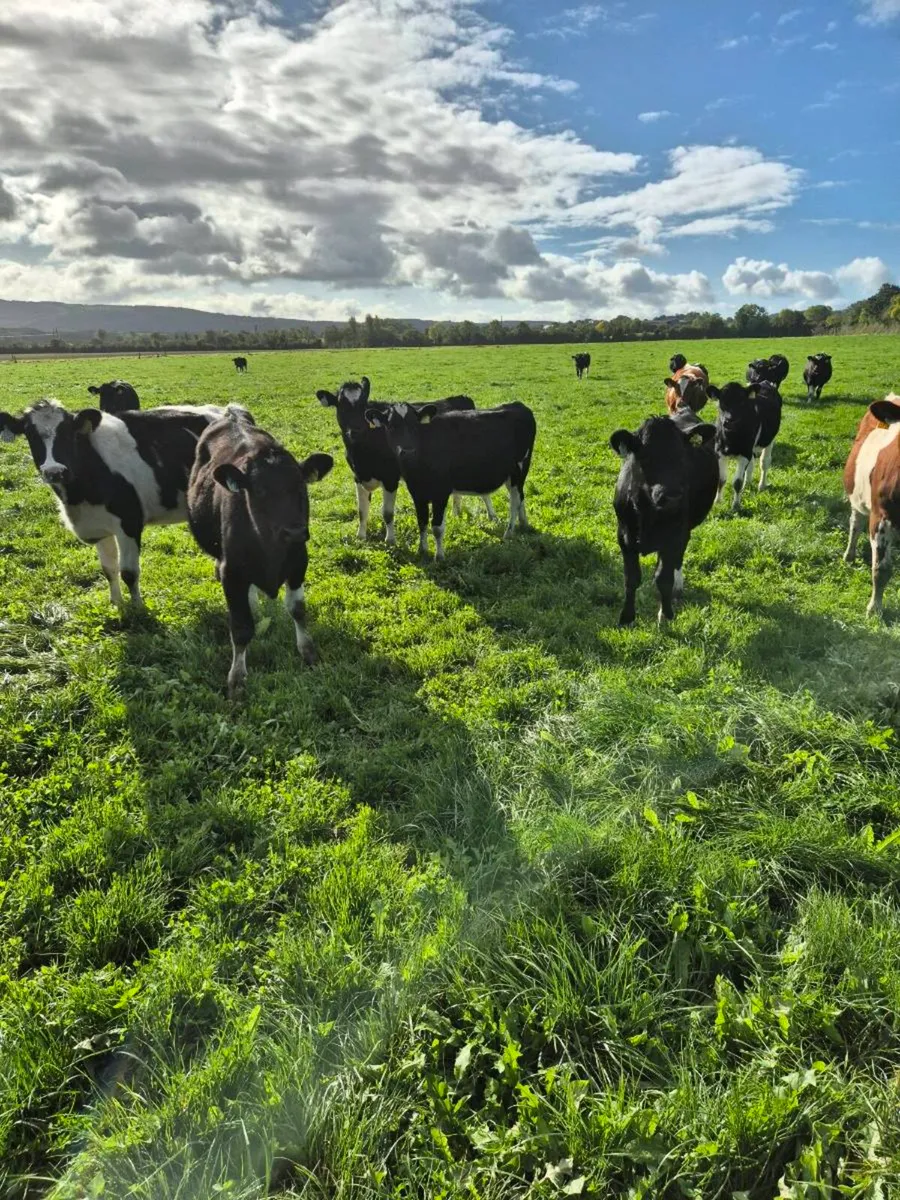 Dairy heifers - Image 2
