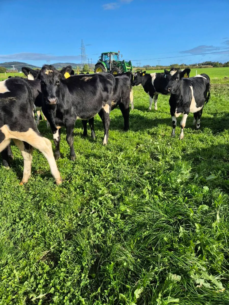 Dairy heifers - Image 1
