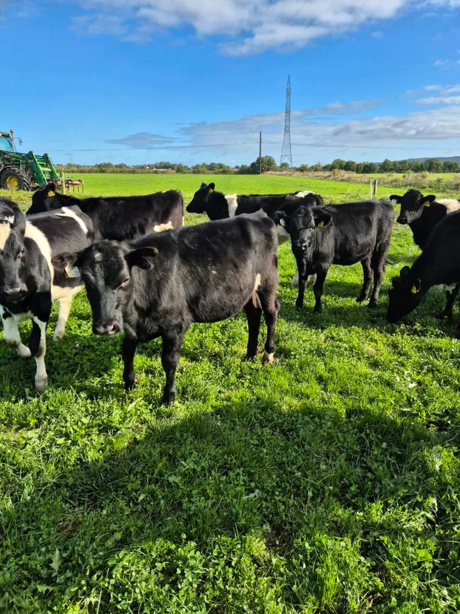 Dairy heifers - Image 3