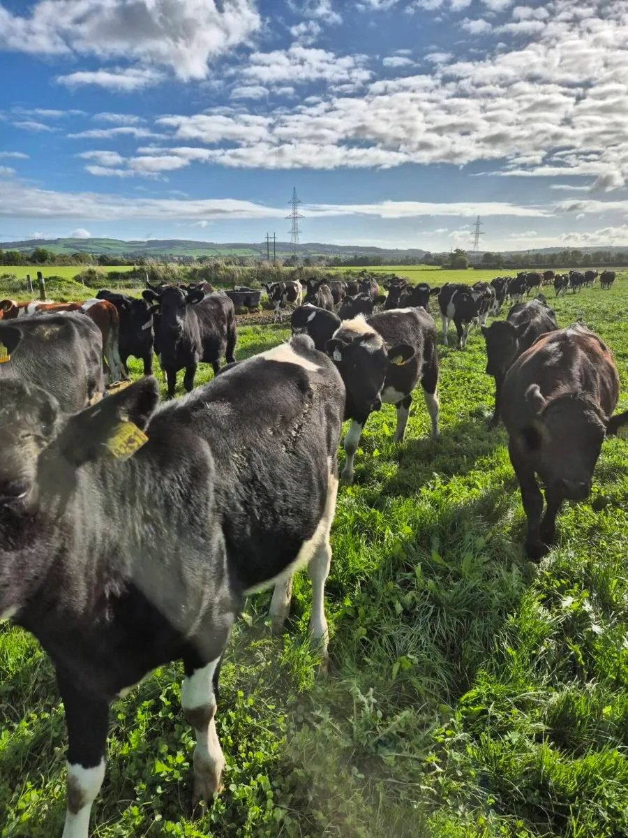 Dairy heifers - Image 4
