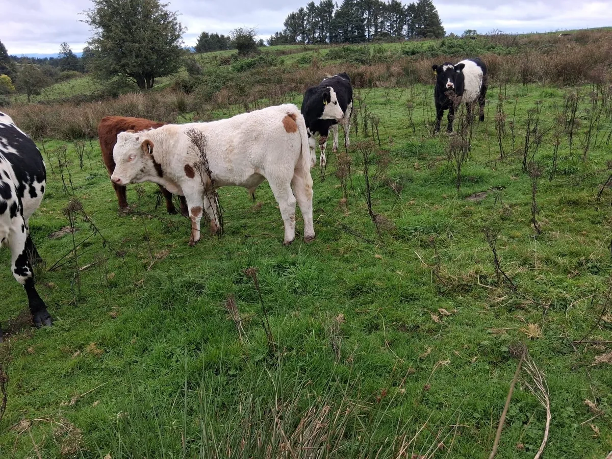 Homebred Suckler Simmental Weanlings - Image 2