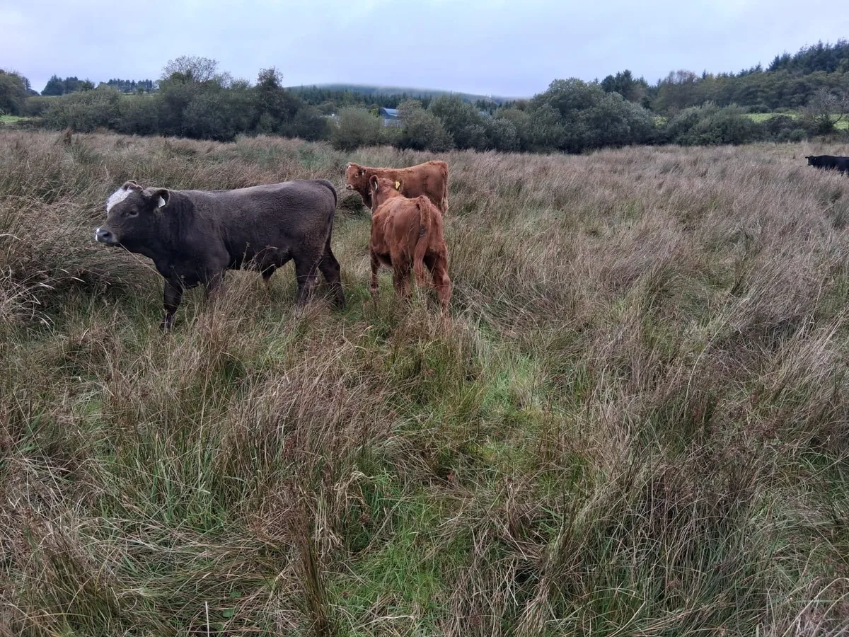 Homebred Suckler Simmental Weanlings - Image 3