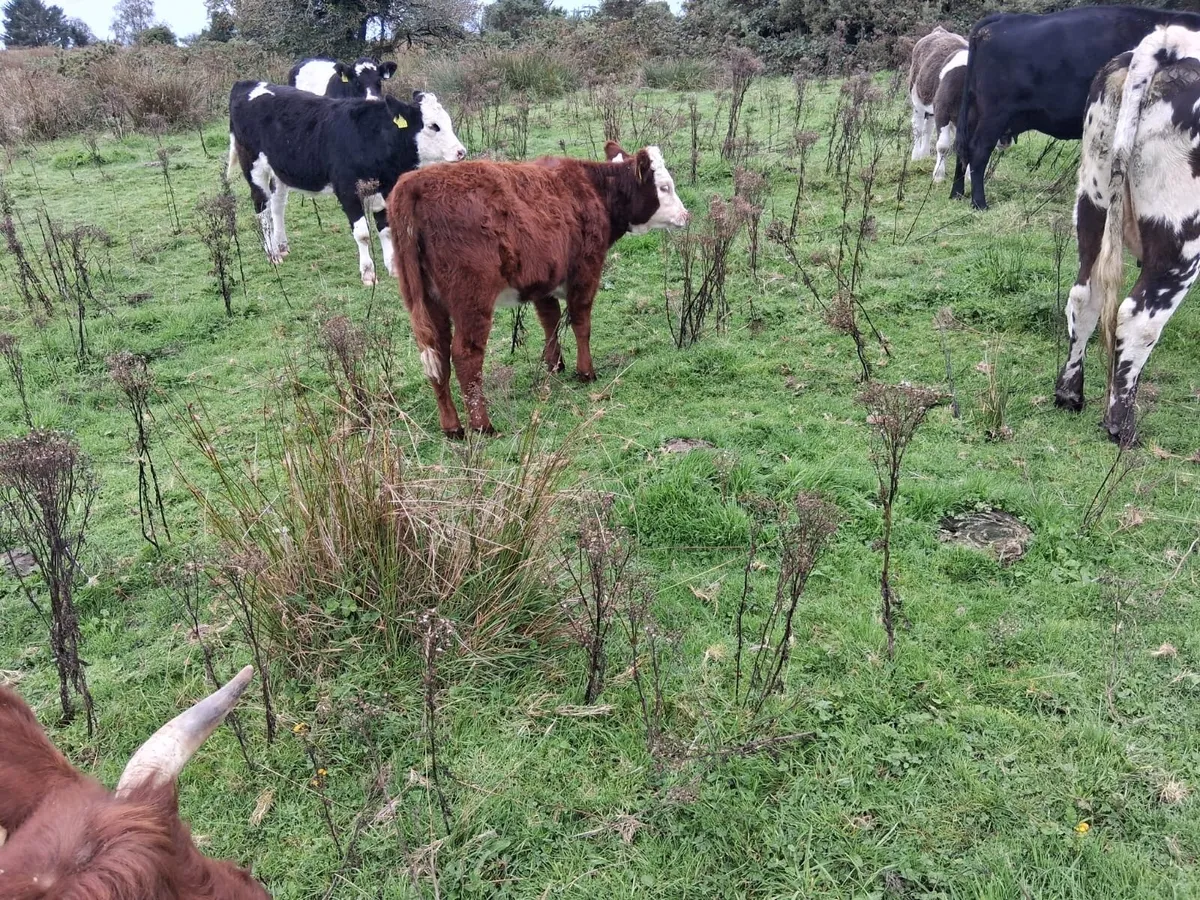 Homebred Suckler Simmental Weanlings - Image 4