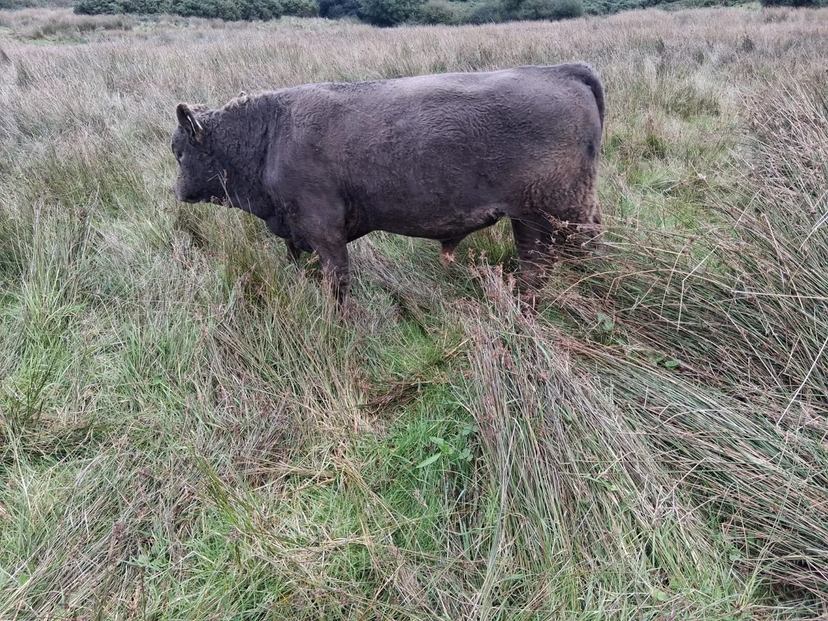 Homebred Suckler Simmental Weanlings - Image 1