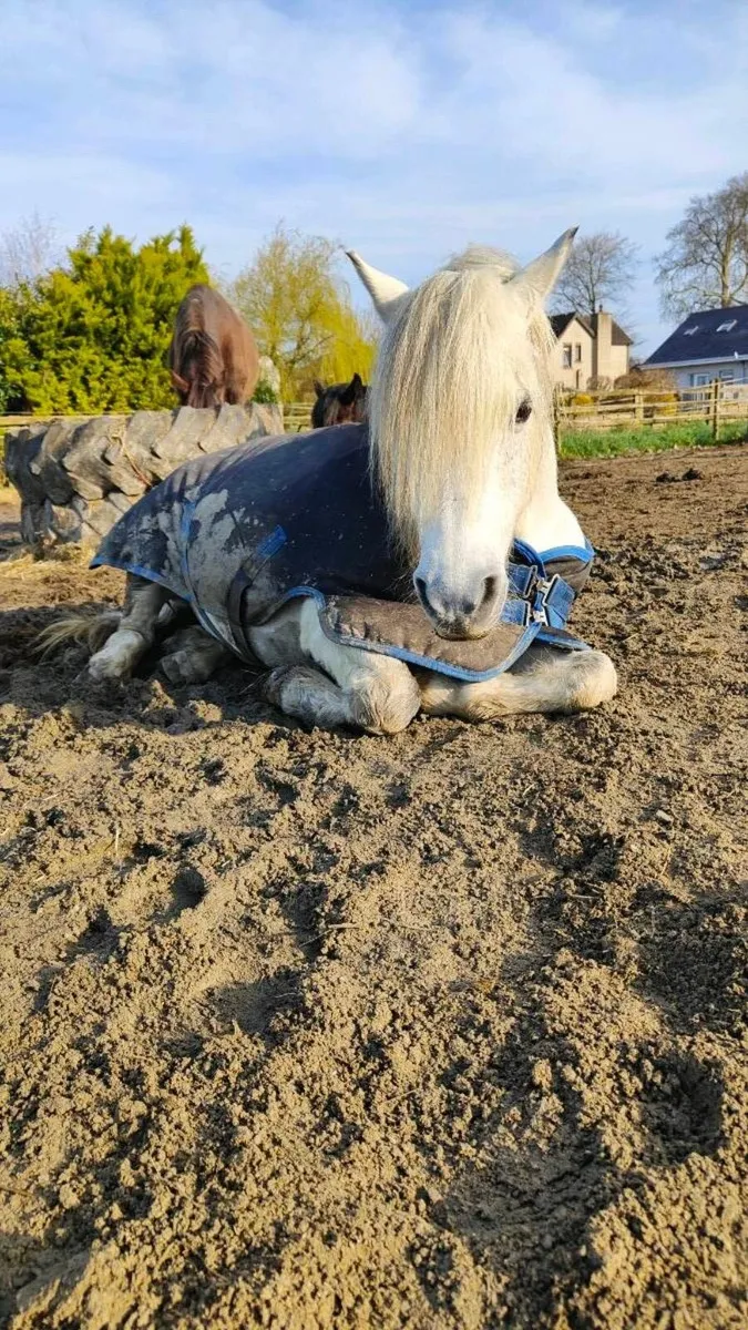Lead rein pony - Image 2