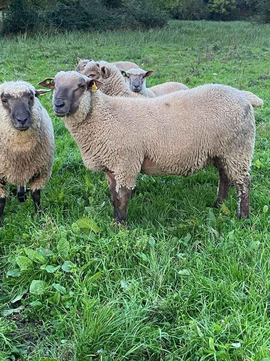 PBR Vendeen Ram Lamb - Image 1
