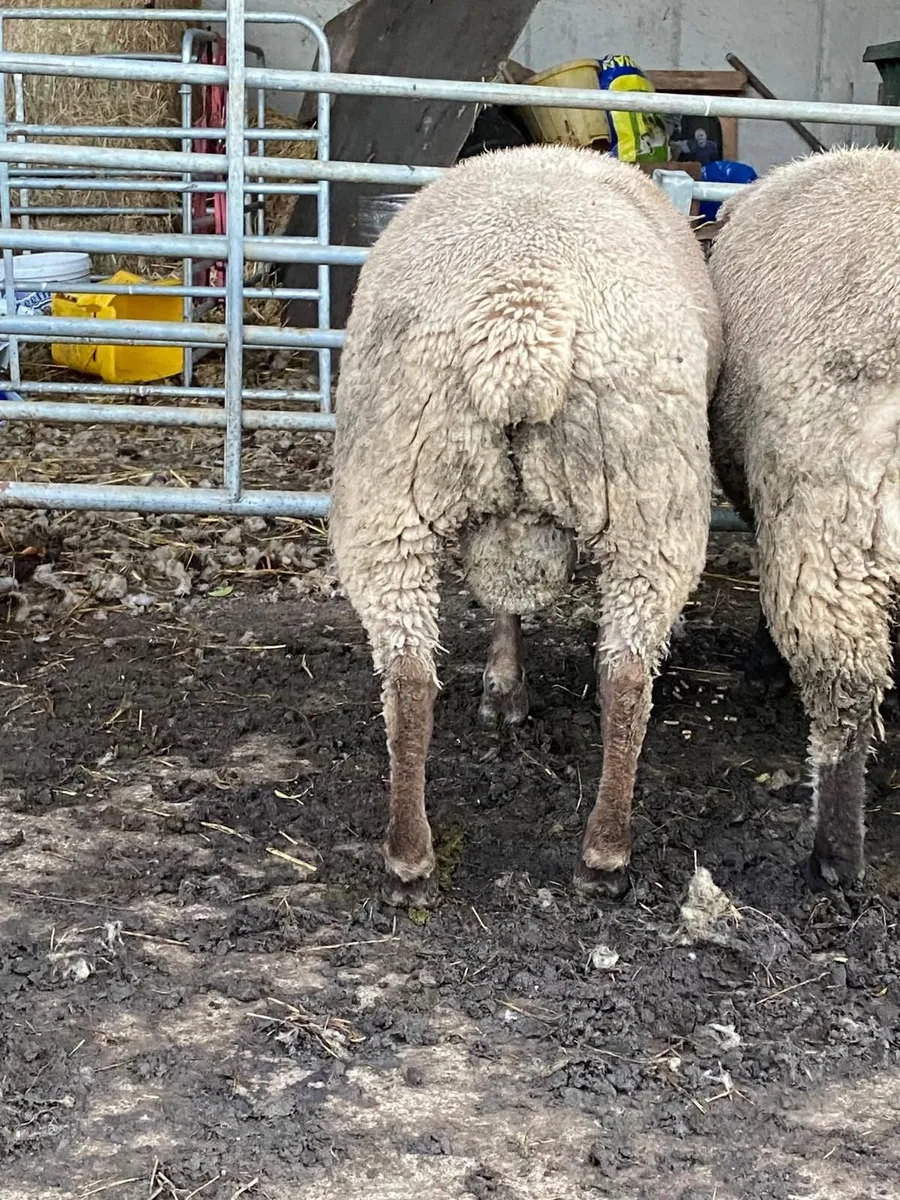 PBR Vendeen Ram Lamb - Image 2