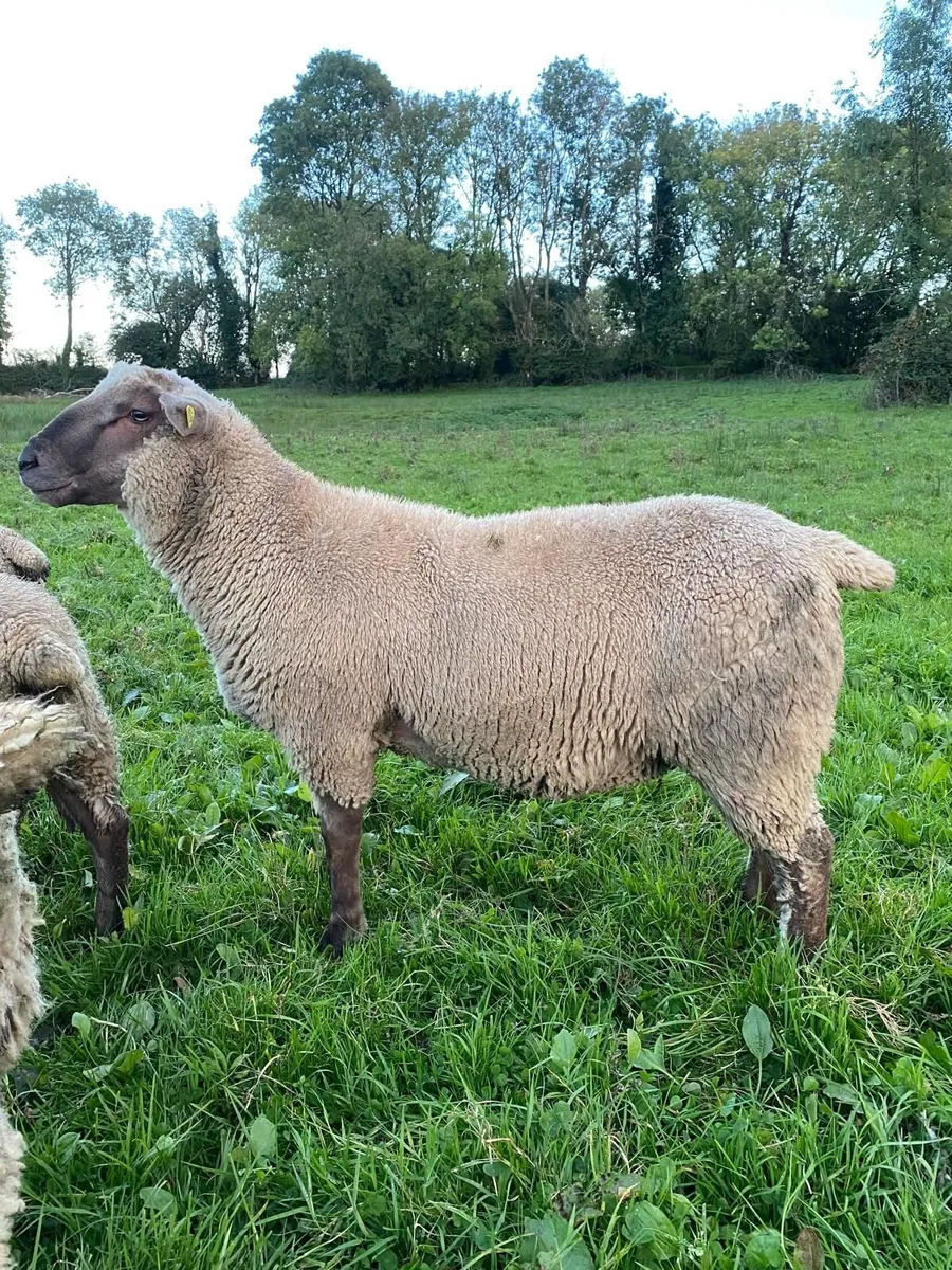 PBR Vendeen Ram Lamb - Image 3