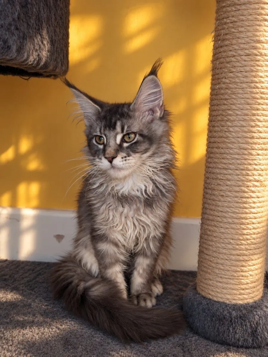 Maine Coon kittens - Image 1