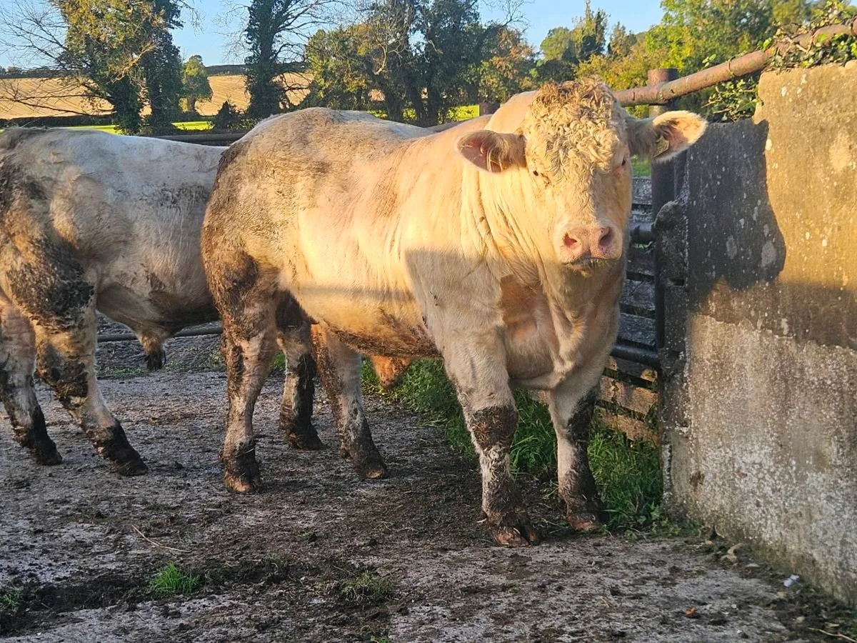 Selection of Top Quality Charolais Bulls For Sale - Image 1