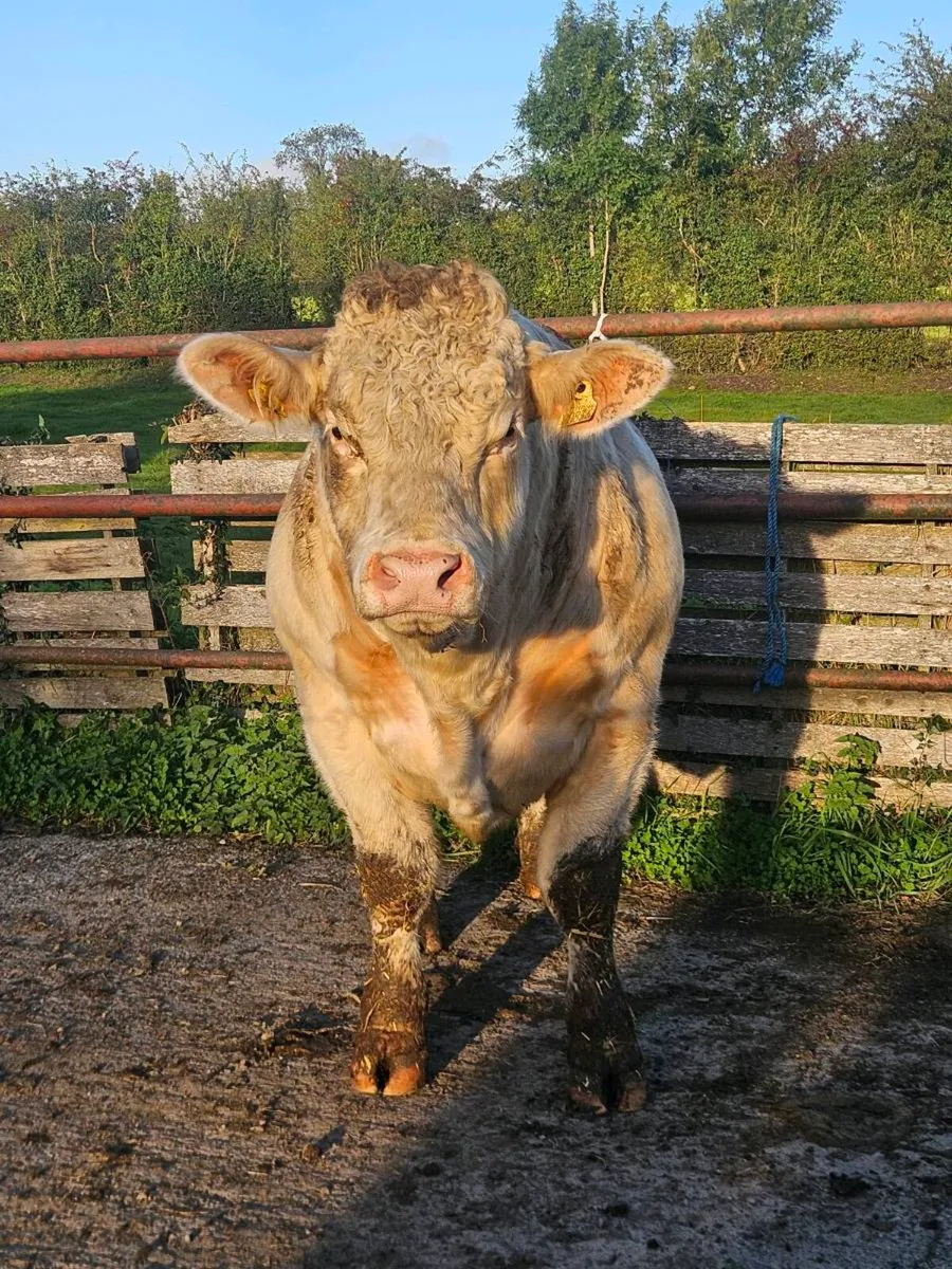 Selection of Top Quality Charolais Bulls For Sale - Image 2