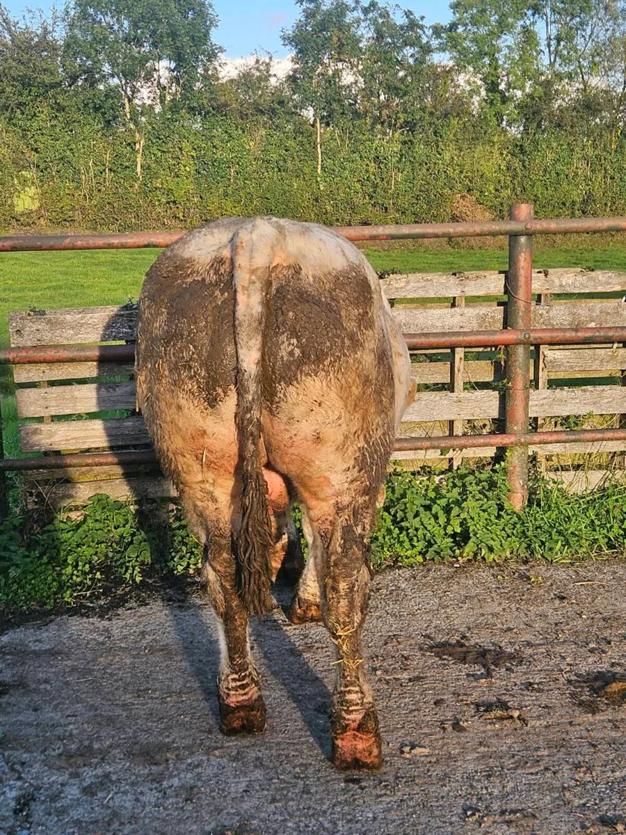 Selection of Top Quality Charolais Bulls For Sale - Image 3