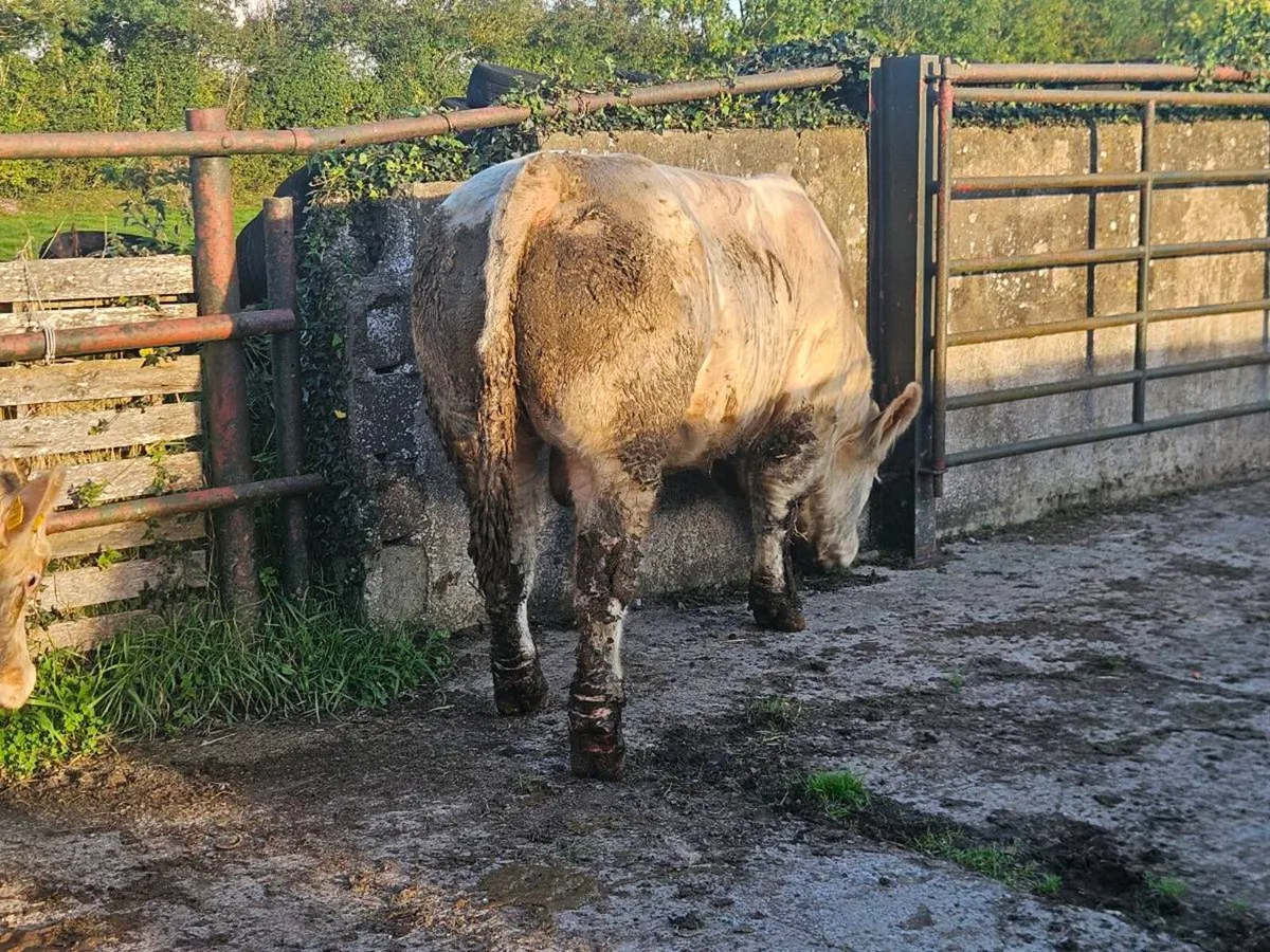 Selection of Top Quality Charolais Bulls For Sale - Image 4