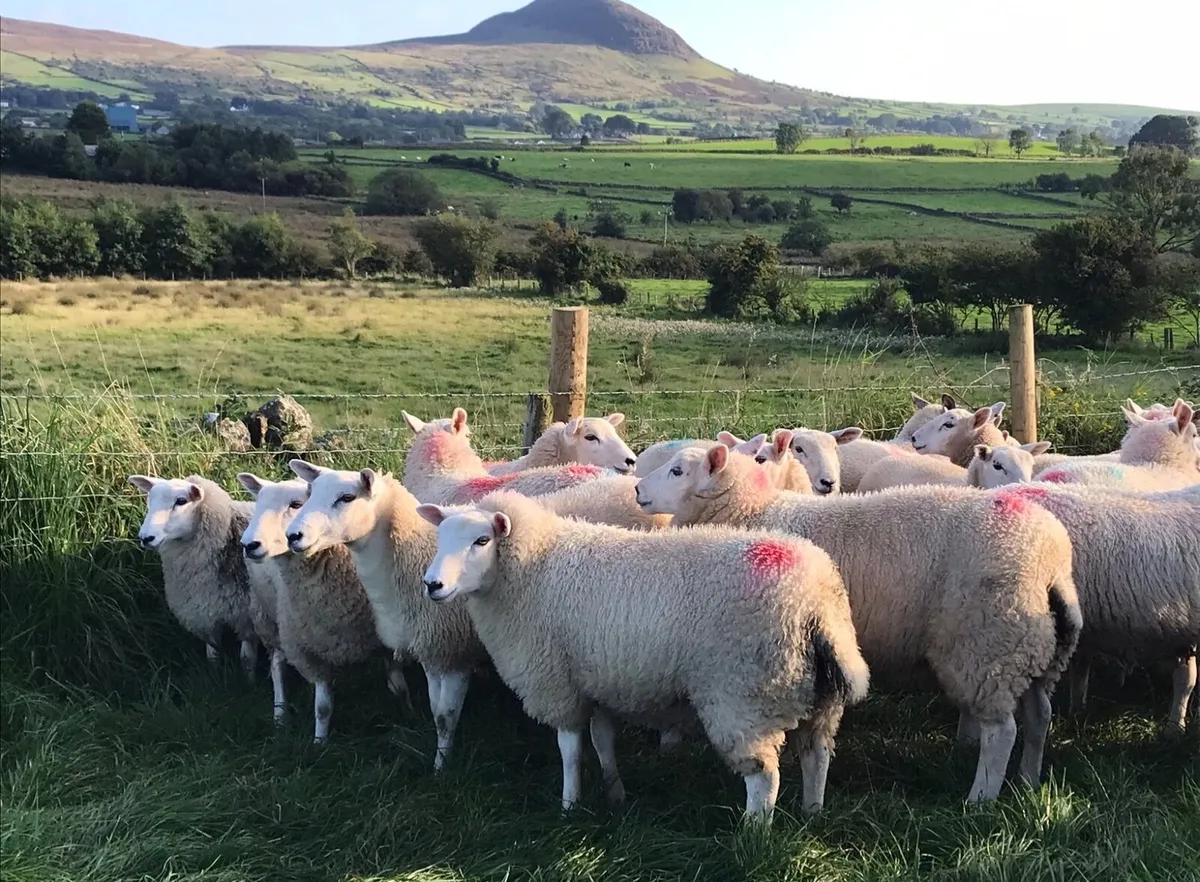 Lleyn/Texel cross Ewe lambs - Image 1