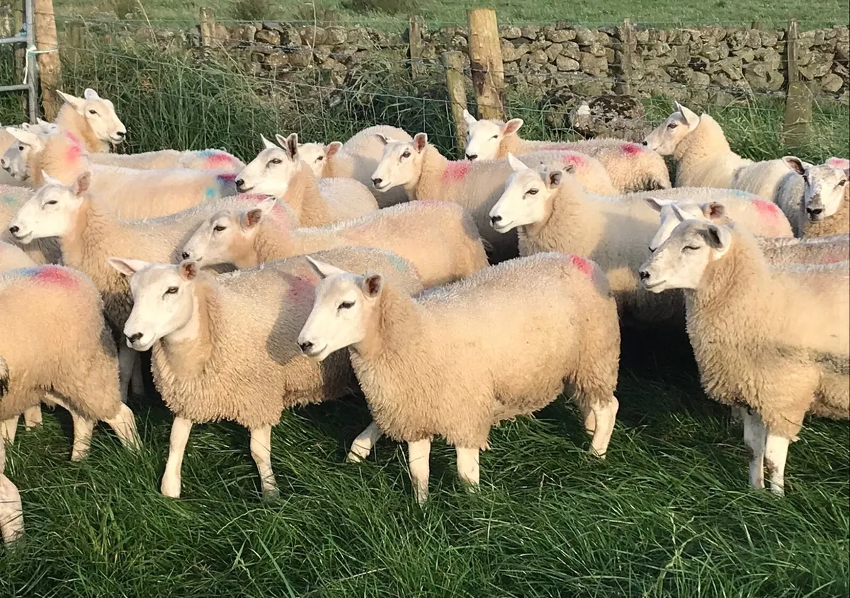 Lleyn/Texel cross Ewe lambs - Image 2