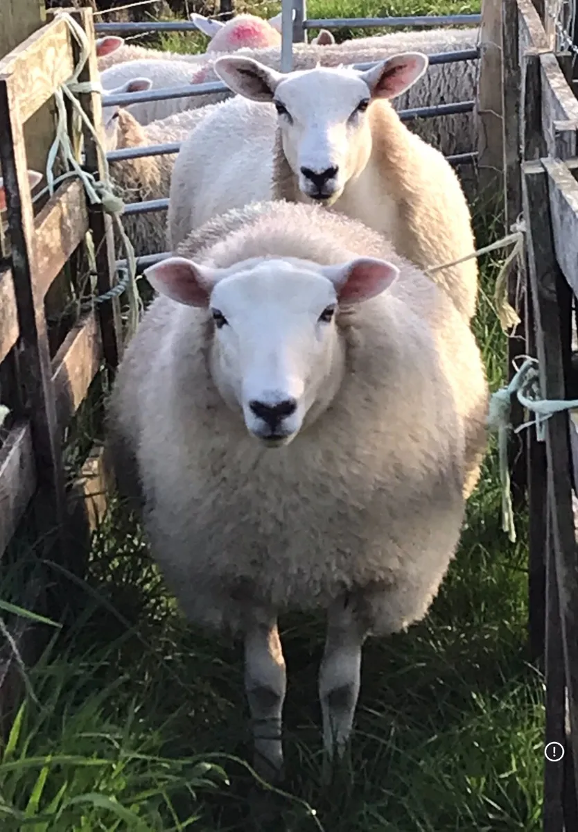 Lleyn/Texel cross Ewe lambs - Image 3