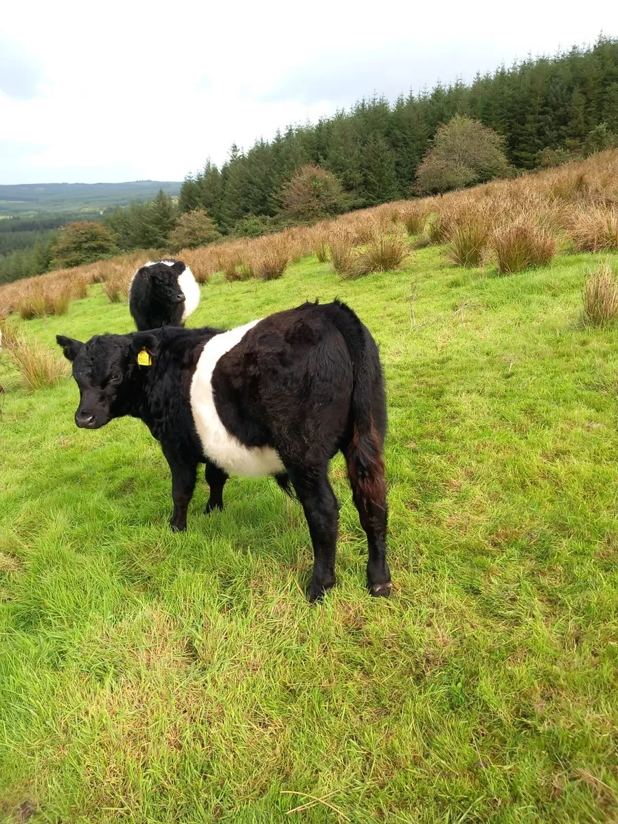 livestock - Image 4