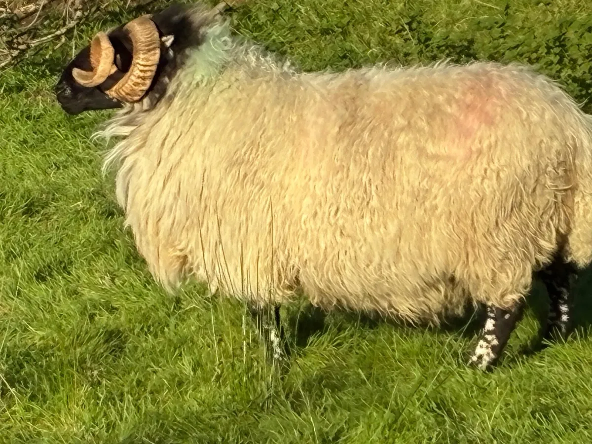 Blackface rams for sale - Image 2