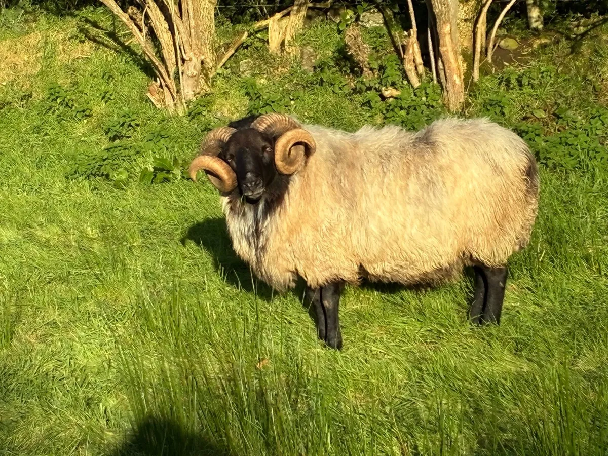 Blackface rams for sale - Image 3