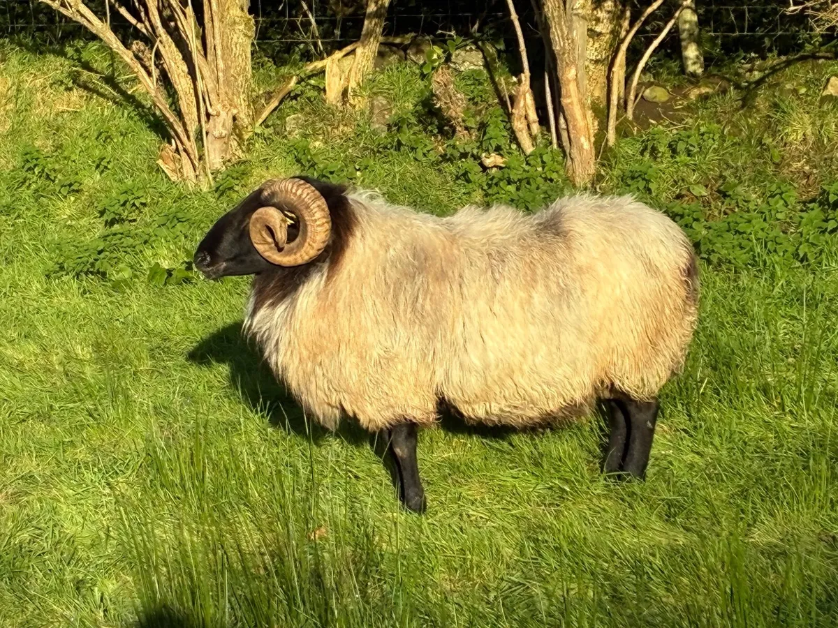Blackface rams for sale - Image 4