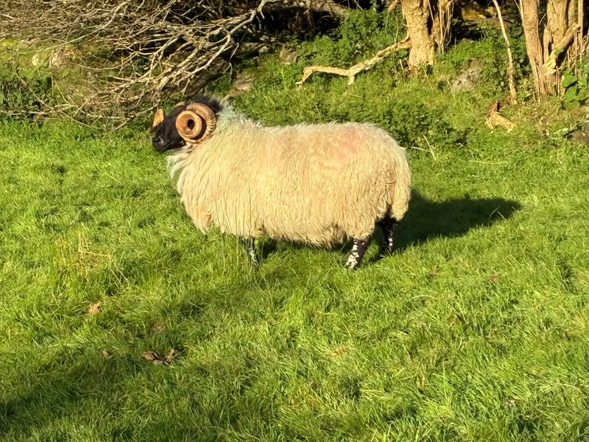 Blackface rams for sale - Image 1