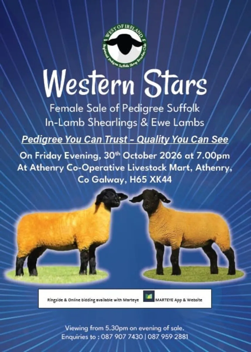 PEDIGREE INLAMB SALE