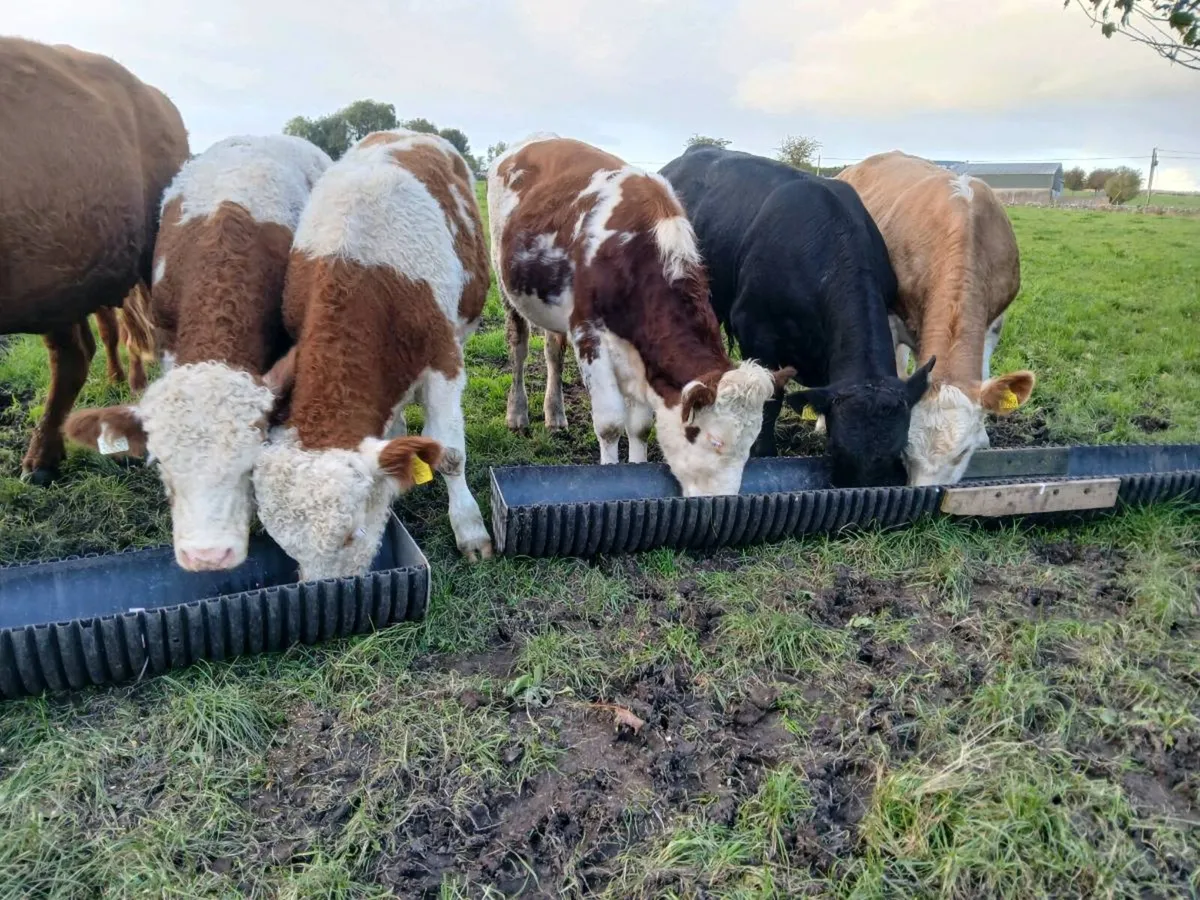 5 Suckler Bred Bull Weanlings 340 Kgs - Image 2