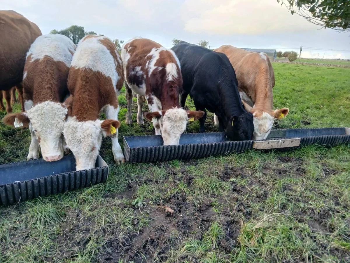 5 Suckler Bred Bull Weanlings 340 Kgs - Image 1