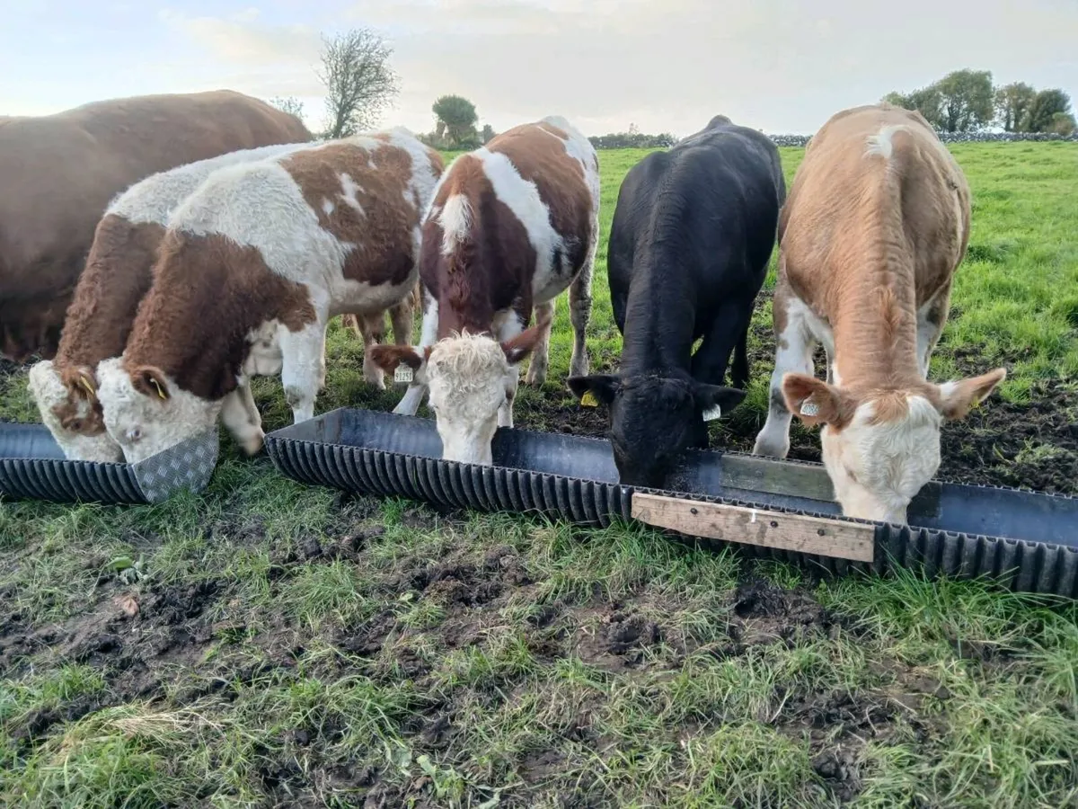 5 Suckler Bred Bull Weanlings 340 Kgs - Image 3