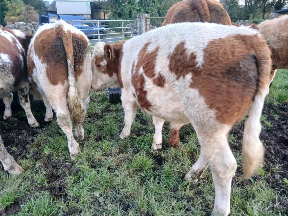 5 Suckler Bred Bull Weanlings 340 Kgs - Image 4