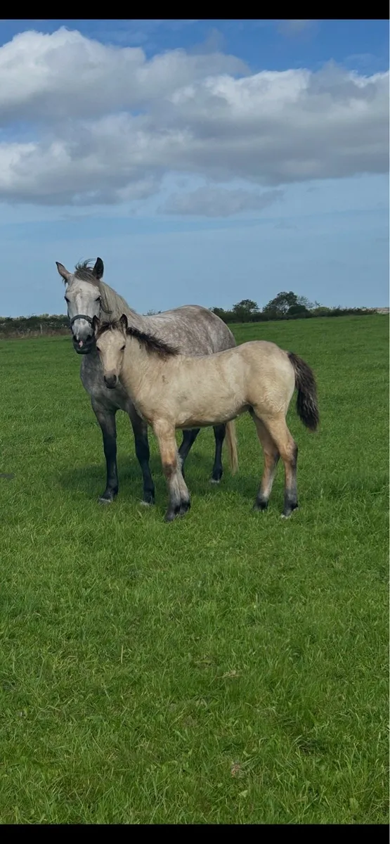 Registered Connemara Filly Foal - Image 1