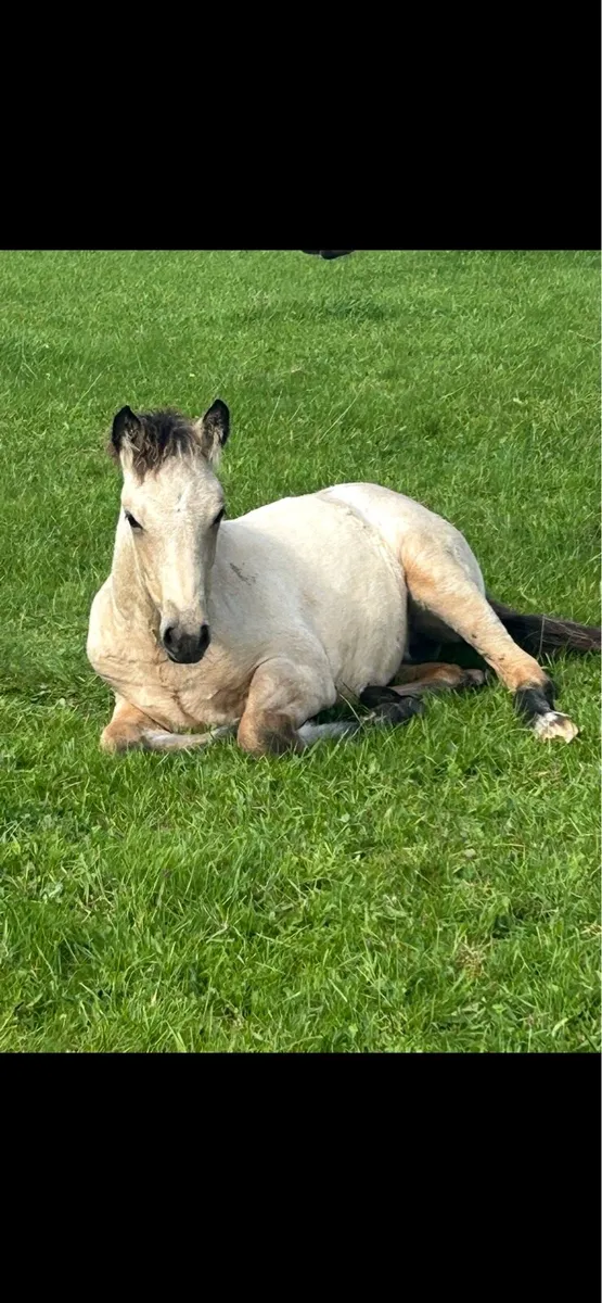 Registered Connemara Filly Foal - Image 2