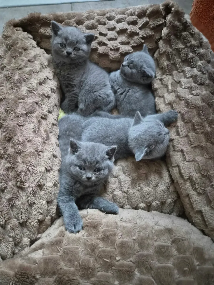 British short hair kittens