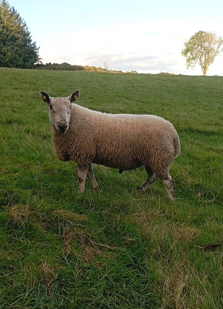 NCC x Blue Liecester ram - Image 3