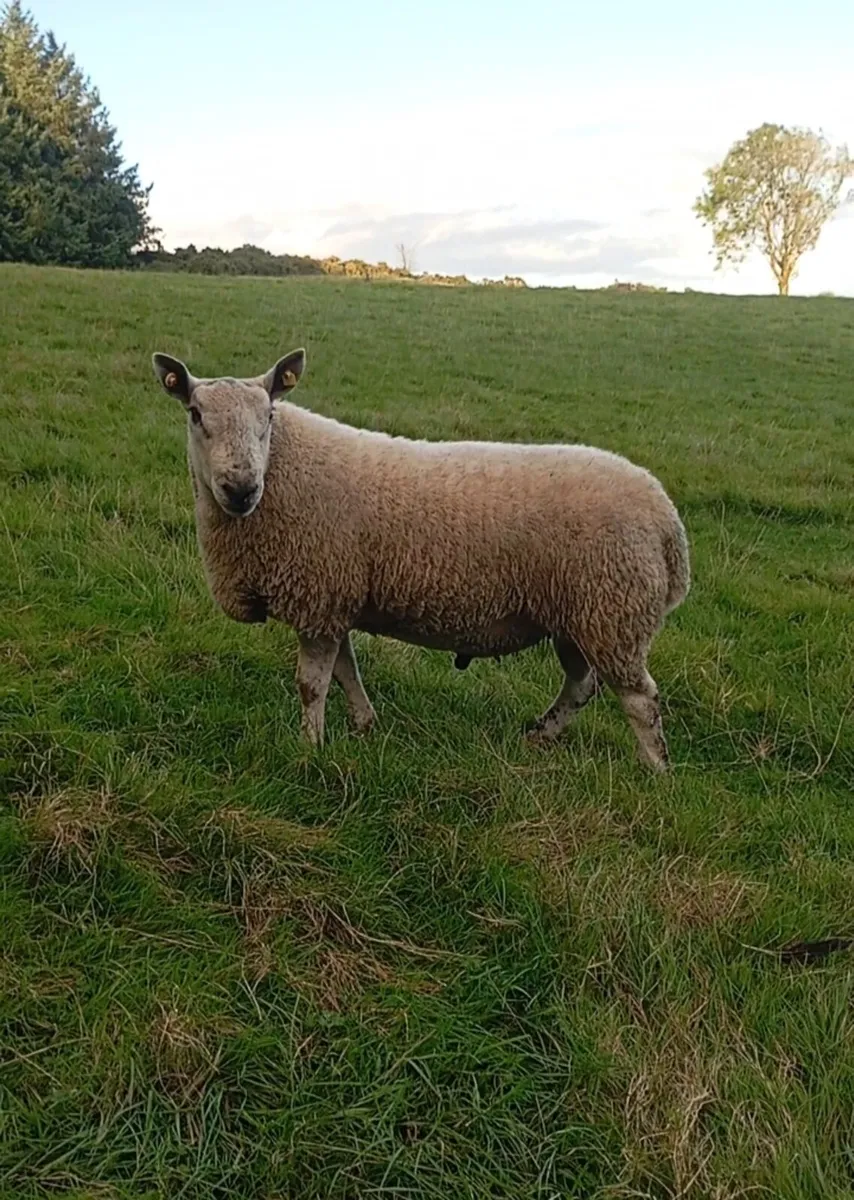 NCC x Blue Liecester ram - Image 2