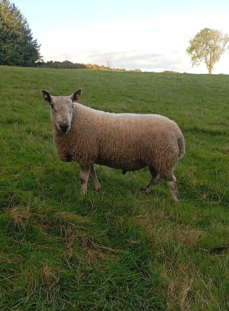 NCC x Blue Liecester ram - Image 4