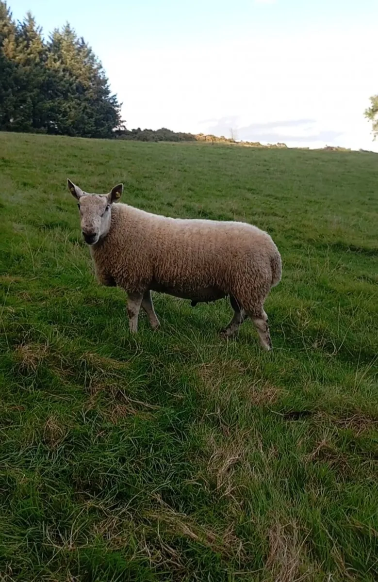 NCC x Blue Liecester ram - Image 1