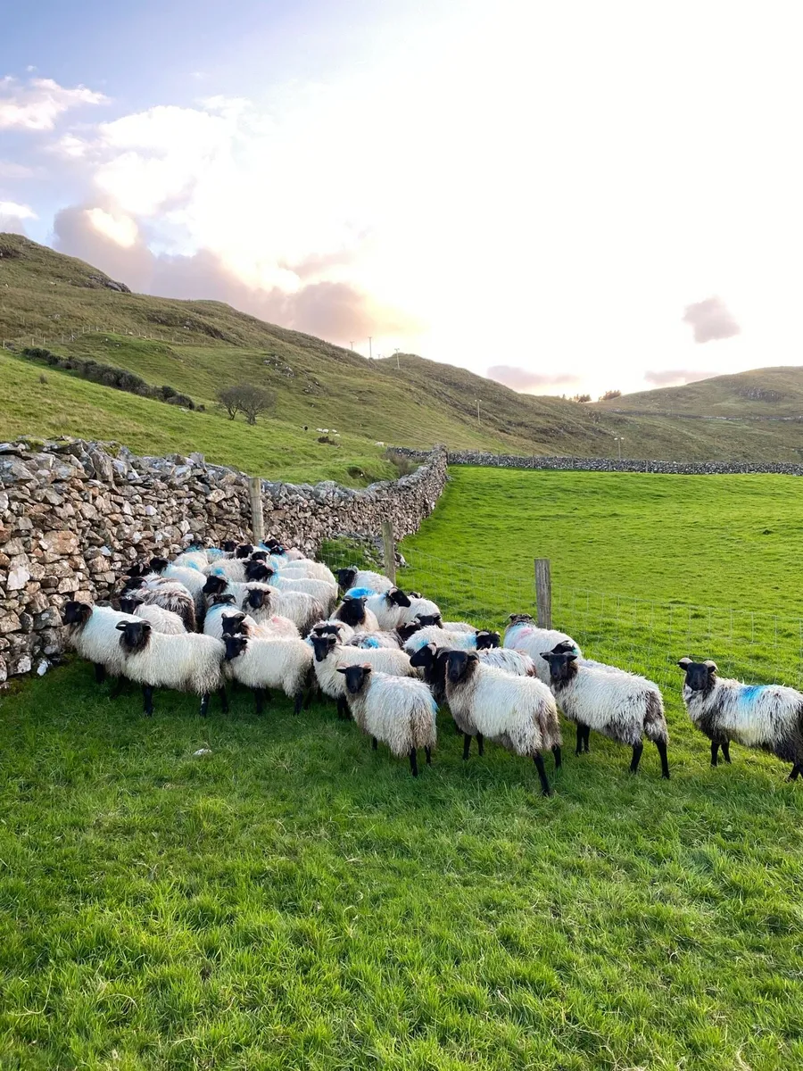 Blackface Ewe Lambs - Image 1