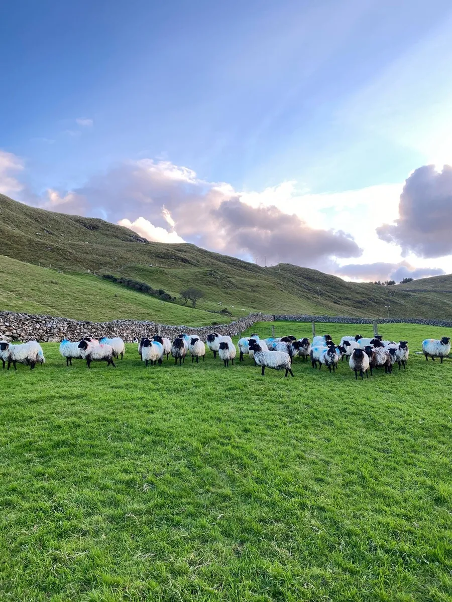 Blackface Ewe Lambs - Image 2
