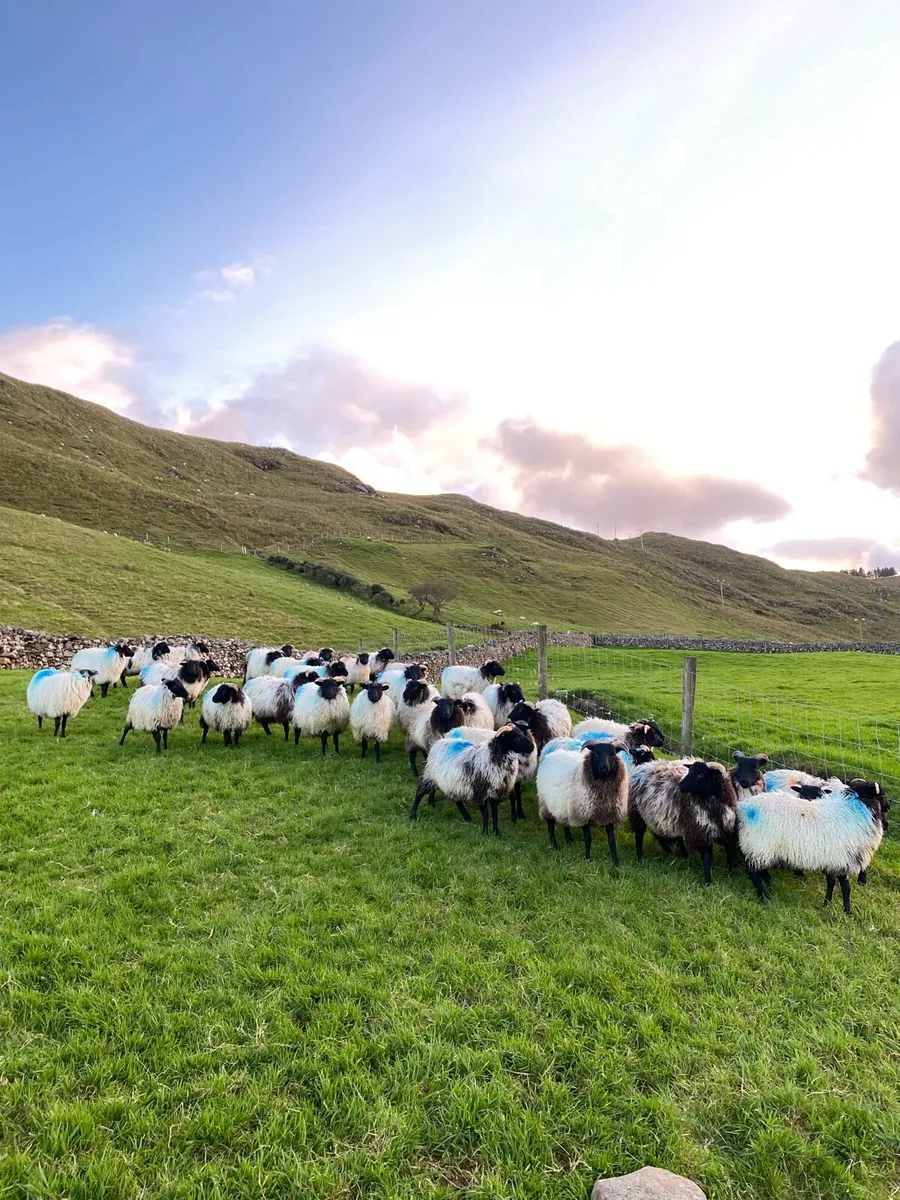 Blackface Ewe Lambs - Image 3