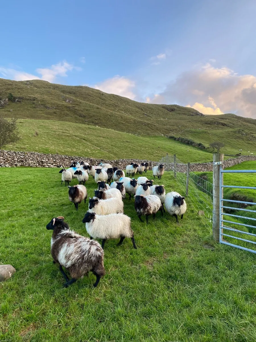 Blackface Ewe Lambs - Image 4